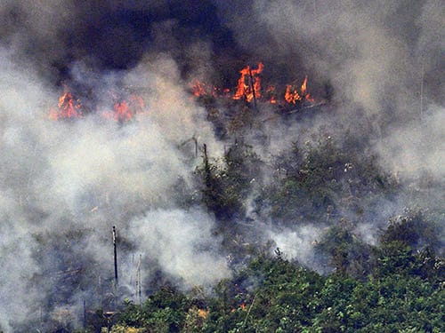 Eat less meat to fight fire in the Amazon - Feature Image